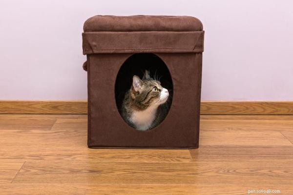 Understanding Why Cats Prefer Dark, Cozy Nooks