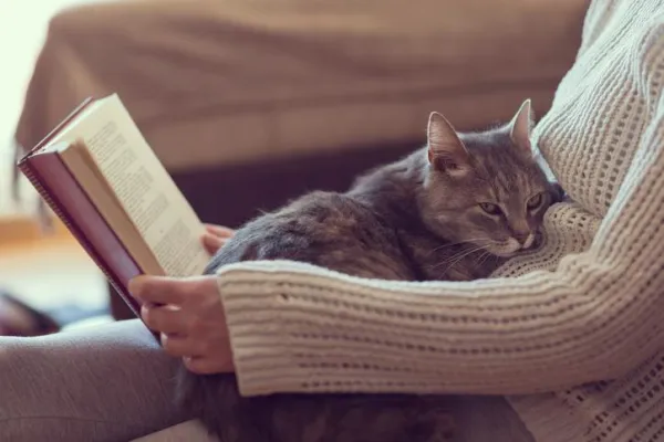 Understanding Why Cats Prefer Dark, Cozy Nooks