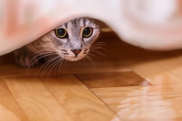 Understanding Why Cats Prefer Dark, Cozy Nooks