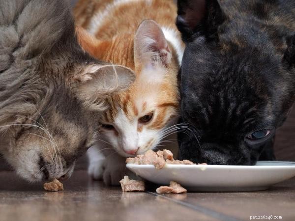Determining the Ideal Number of Cats for Apartment Living