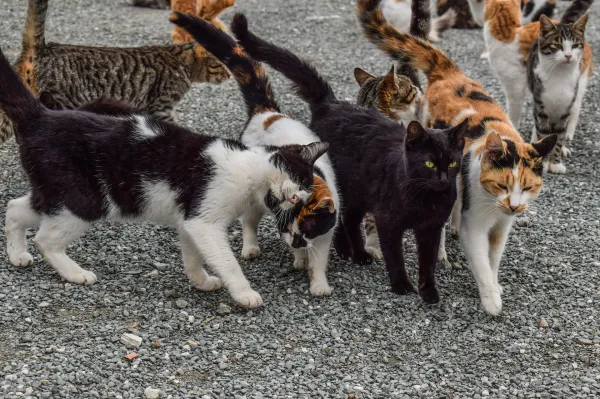 Determining the Ideal Number of Cats for Apartment Living