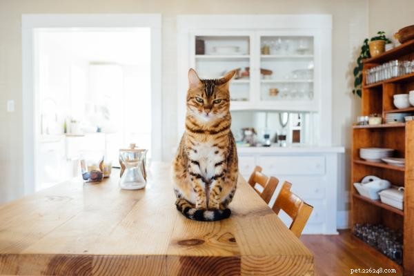 Keep Cats Off Your Kitchen Counters: A Practical Guide