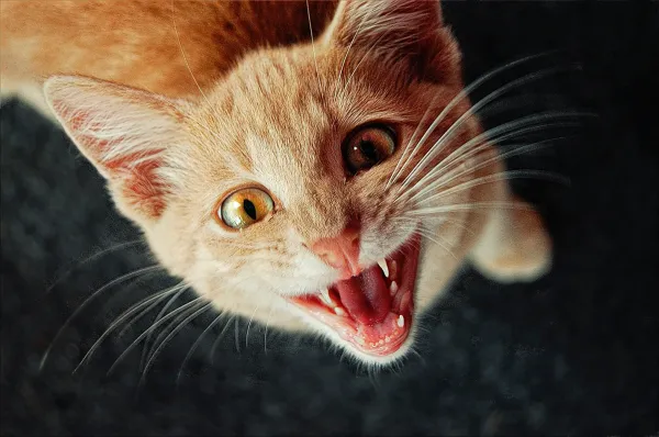 Keep Cats Off Your Kitchen Counters: A Practical Guide