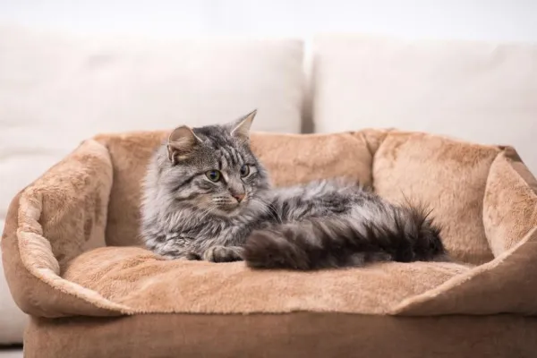 Introducing a New Cat to Your Existing Feline Companion: A Step-by-Step Guide