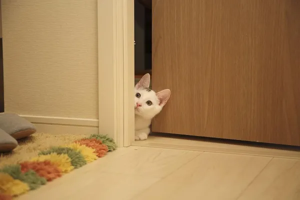 Introducing a New Cat to Your Existing Feline Companion: A Step-by-Step Guide