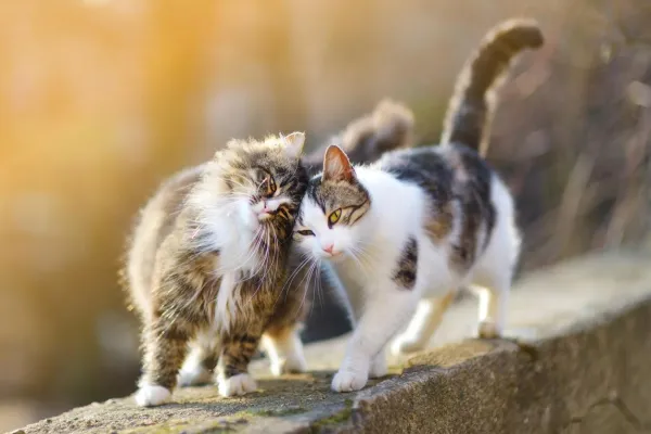 Introducing a New Cat to Your Existing Feline Companion: A Step-by-Step Guide