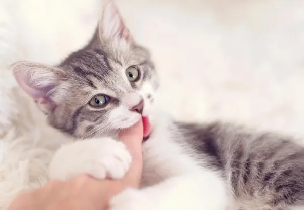 What Causes Your Cat to Lick and Bite? Understanding the Behavior
