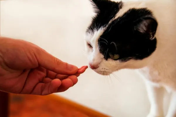 What Causes Your Cat to Lick and Bite? Understanding the Behavior