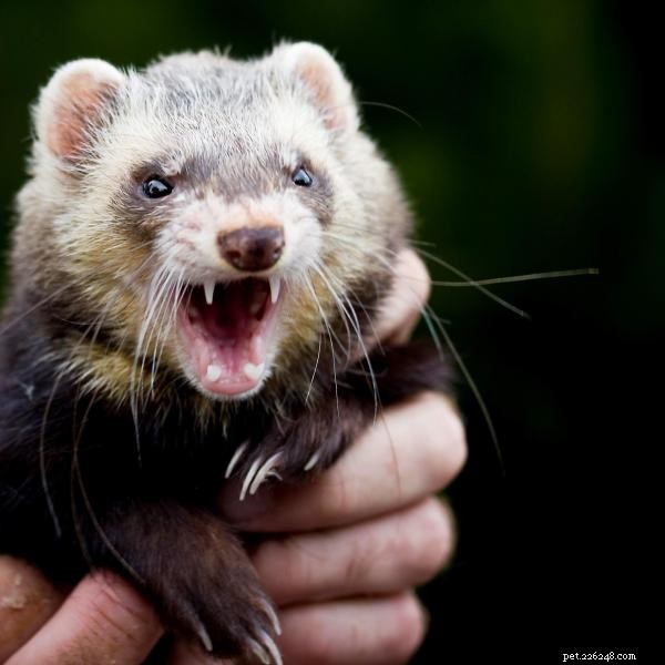 Managing Aggressive Ferret Behavior: Tips & Solutions
