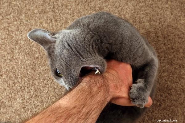 What Causes Your Cat to Lick and Bite? Understanding the Behavior