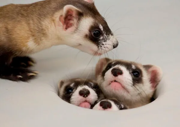Managing Aggressive Ferret Behavior: Tips & Solutions