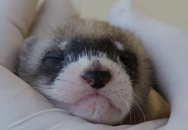 Managing Aggressive Ferret Behavior: Tips & Solutions