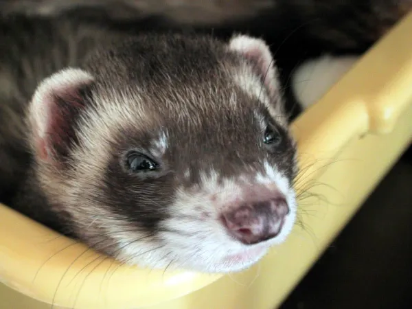 Managing Aggressive Ferret Behavior: Tips & Solutions