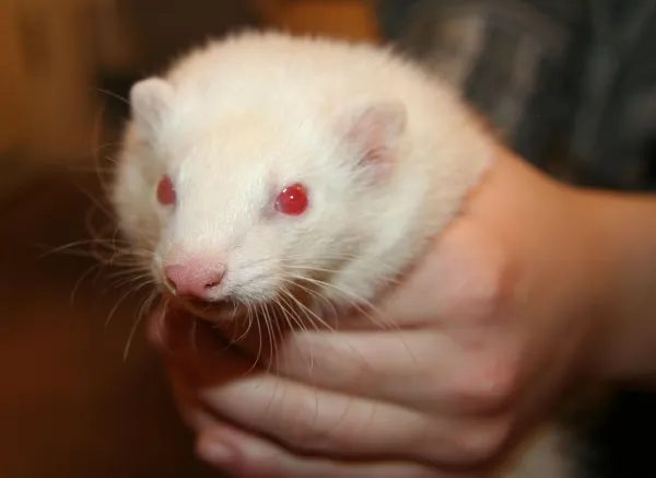 Managing Aggressive Ferret Behavior: Tips & Solutions