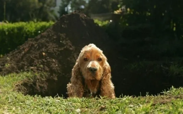 How to Stop Your Dog from Digging: Proven Strategies
