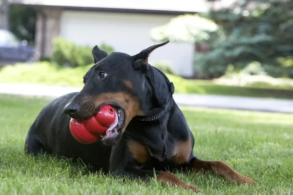 How to Stop Your Dog from Digging: Proven Strategies