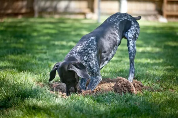 How to Stop Your Dog from Digging: Proven Strategies