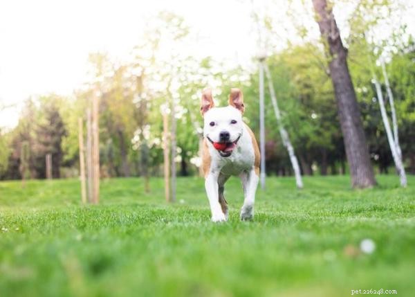 Durable Toys for Pit Bulls: Top Picks for Powerful Jaws