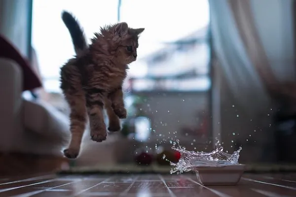How to Quiet Your Cat: Simple Strategies to Reduce Nighttime Activity