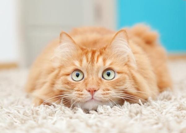How to Quiet Your Cat: Simple Strategies to Reduce Nighttime Activity