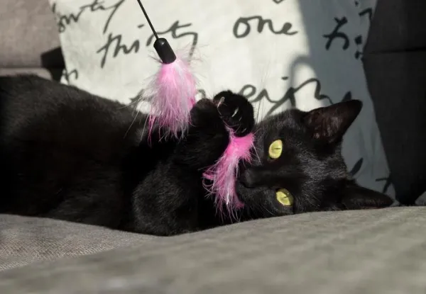 How to Quiet Your Cat: Simple Strategies to Reduce Nighttime Activity