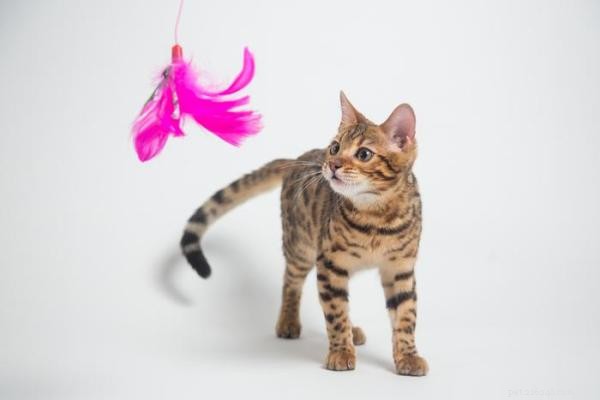 How Much Playtime Do Cats Need? A Complete Guide for Healthy, Happy Pets