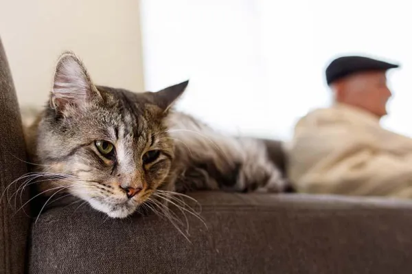 How Much Playtime Do Cats Need? A Complete Guide for Healthy, Happy Pets