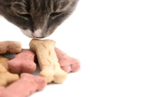 Stop Cat Biting Today: Expert Tips for Gentle, Playful Cats