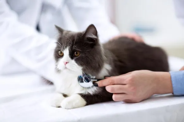Why Cats Avoid Their Litter Box: Common Causes & Solutions