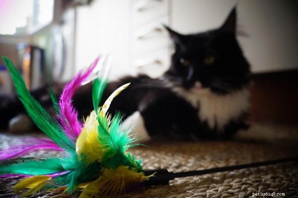 Create Your Own Cat Toys: Fun, Safe, and Easy DIY Projects