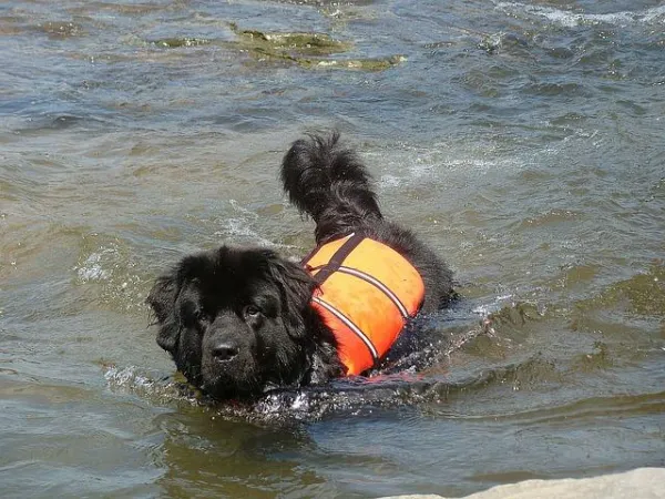 Water Rescue Dogs: The Four‑Legged Lifesavers of Aquatic Emergencies