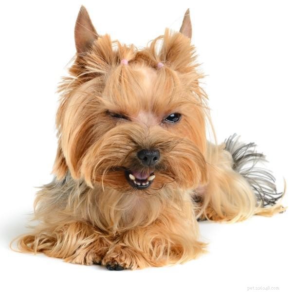 Managing Aggressive Yorkshire Terriers: Effective Training Strategies
