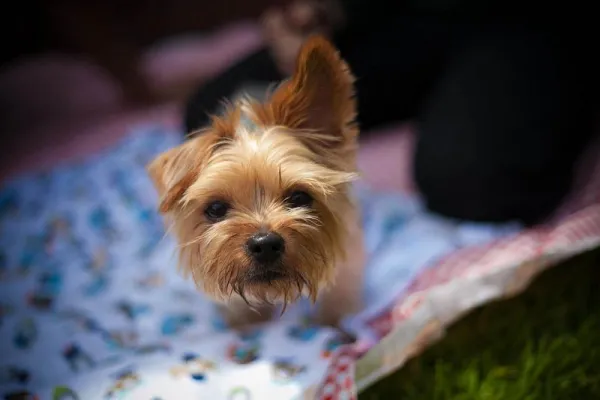 Managing Aggressive Yorkshire Terriers: Effective Training Strategies