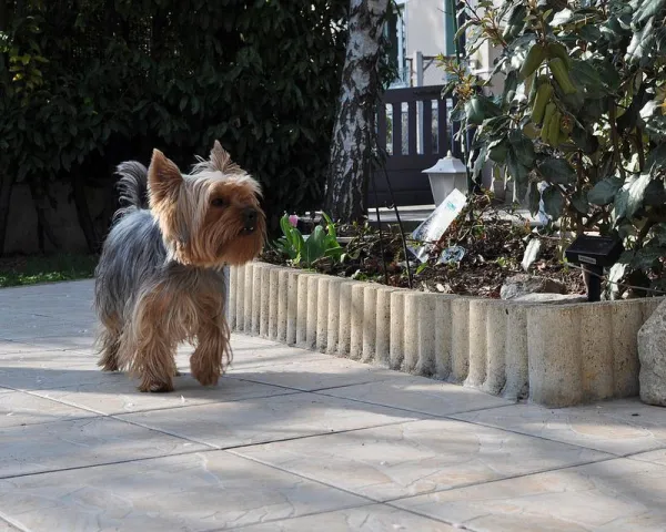 Managing Aggressive Yorkshire Terriers: Effective Training Strategies