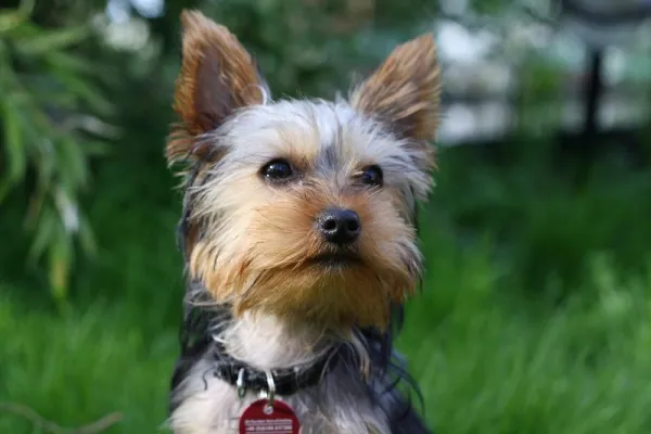 Managing Aggressive Yorkshire Terriers: Effective Training Strategies