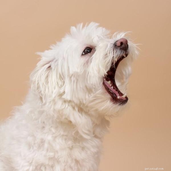 Stop Your Dog’s Barking When You’re Away: Proven Tips to Ease Separation Anxiety