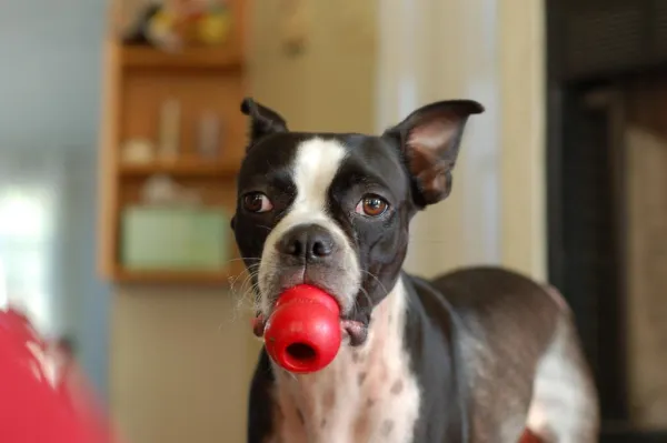 Stop Your Dog’s Barking When You’re Away: Proven Tips to Ease Separation Anxiety