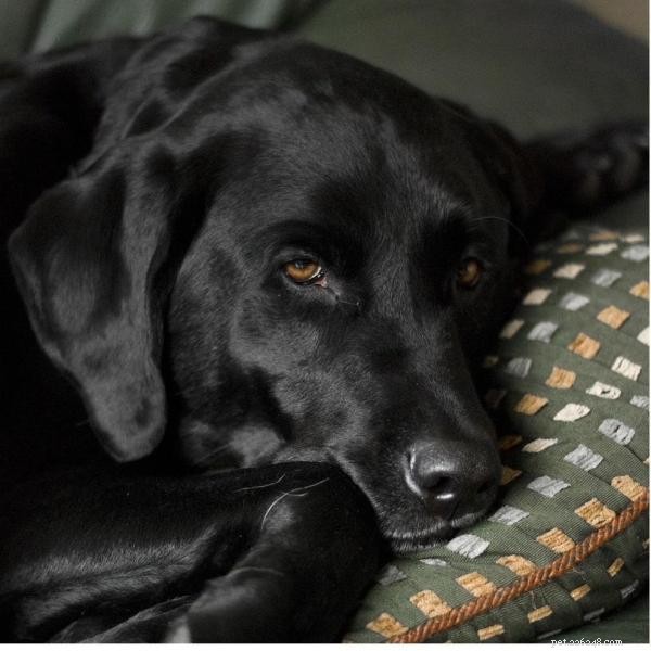 Prevent Your Dog from Climbing on the Sofa: Proven Training Tips