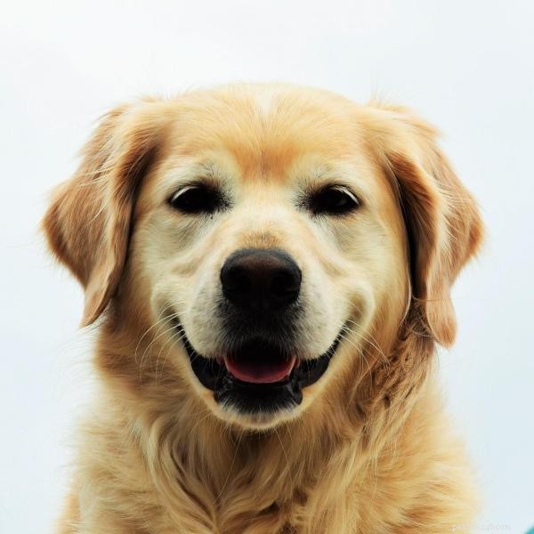 Why Does My Dog Eat Everything? Causes, Risks, and Prevention Tips