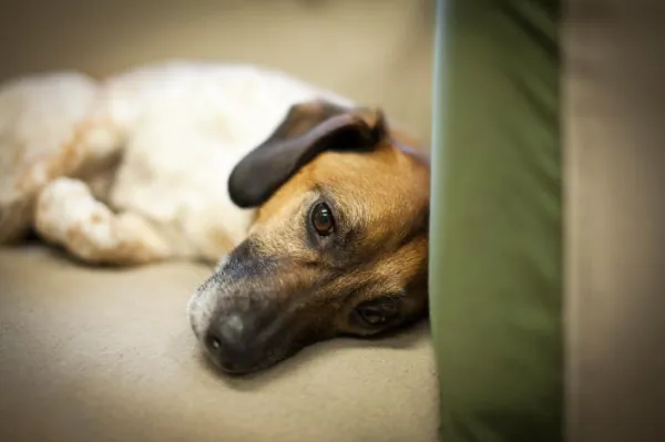 Why Does My Dog Eat Everything? Causes, Risks, and Prevention Tips