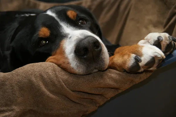 Prevent Your Dog from Climbing on the Sofa: Proven Training Tips