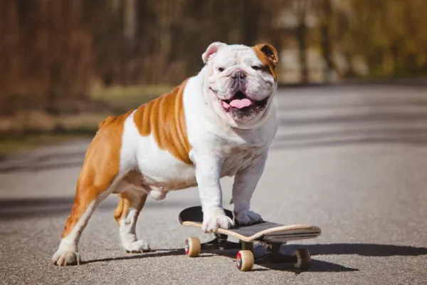 Why Does My Dog Eat Everything? Causes, Risks, and Prevention Tips
