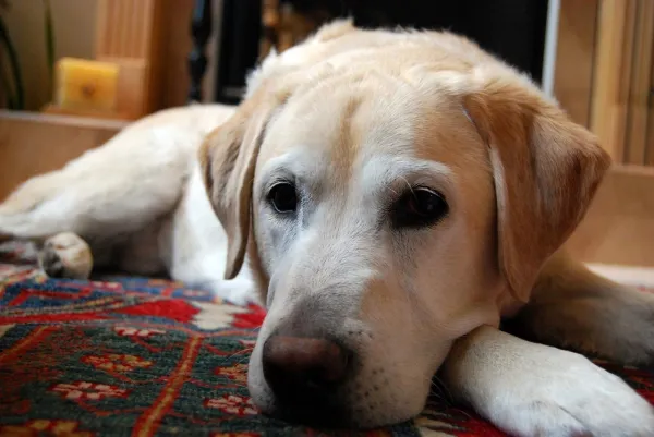 Prevent Your Dog from Climbing on the Sofa: Proven Training Tips