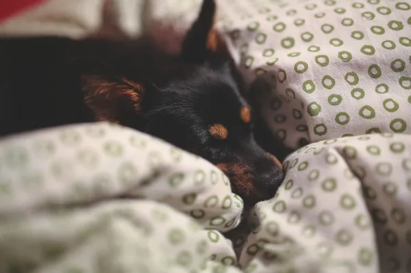 Why Does My Dog Eat Everything? Causes, Risks, and Prevention Tips