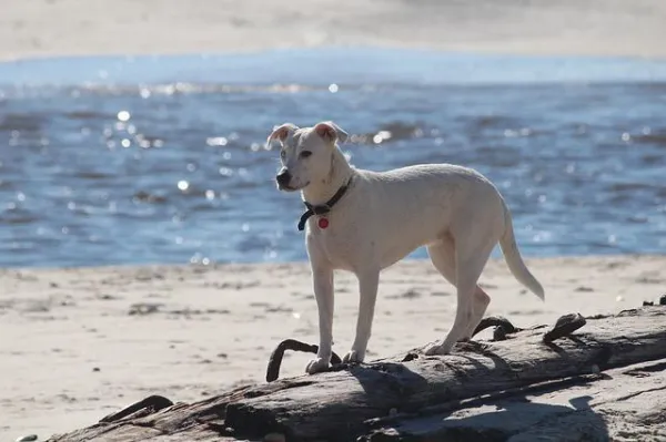 Why Does My Dog Eat Everything? Causes, Risks, and Prevention Tips