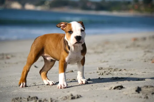 Why Does My Dog Eat Everything? Causes, Risks, and Prevention Tips