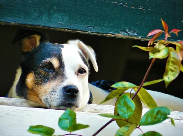Why Does My Dog Eat Everything? Causes, Risks, and Prevention Tips