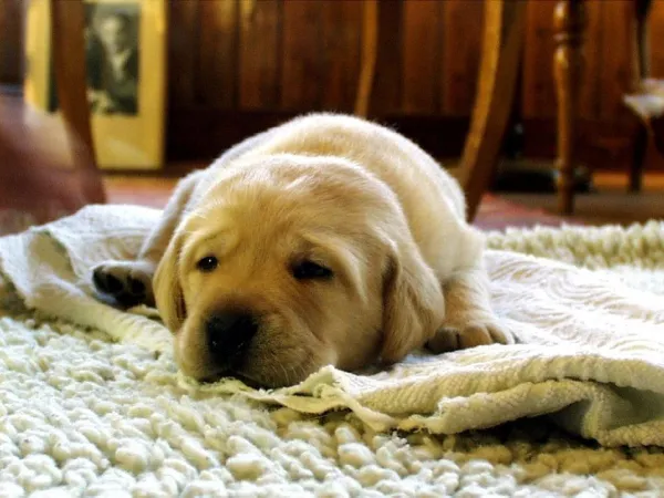 Prevent Your Dog from Destroying the Garden: Proven Strategies