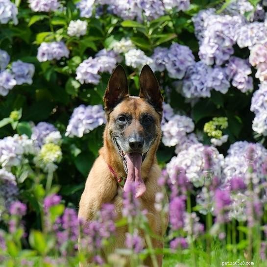 Prevent Your Dog from Destroying the Garden: Proven Strategies