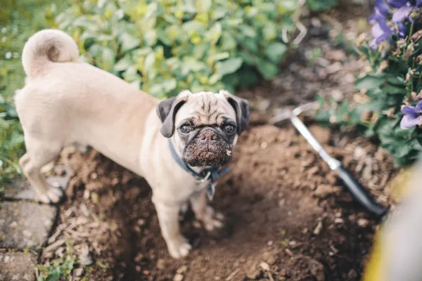 Prevent Your Dog from Destroying the Garden: Proven Strategies